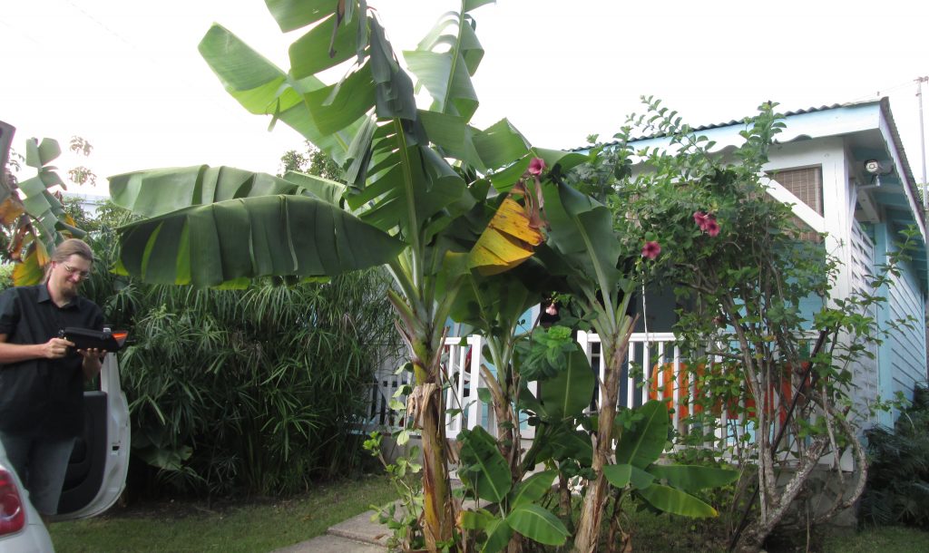 Bananen vor der Hütte